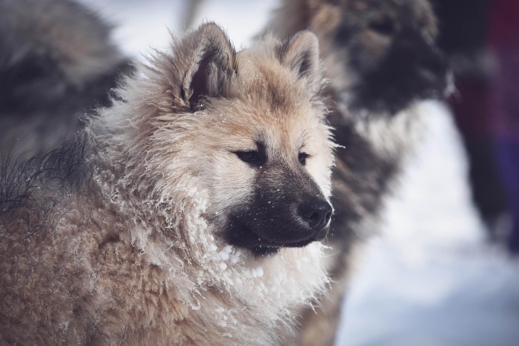 Elevage Du Hameau De Chaya Eleveur De Chiens Eurasier