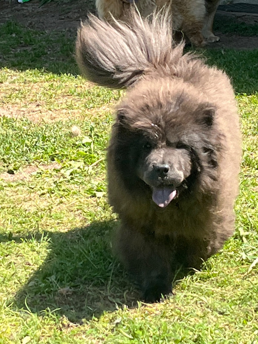 Viki Des Gardiens Du Vieux Moulin
