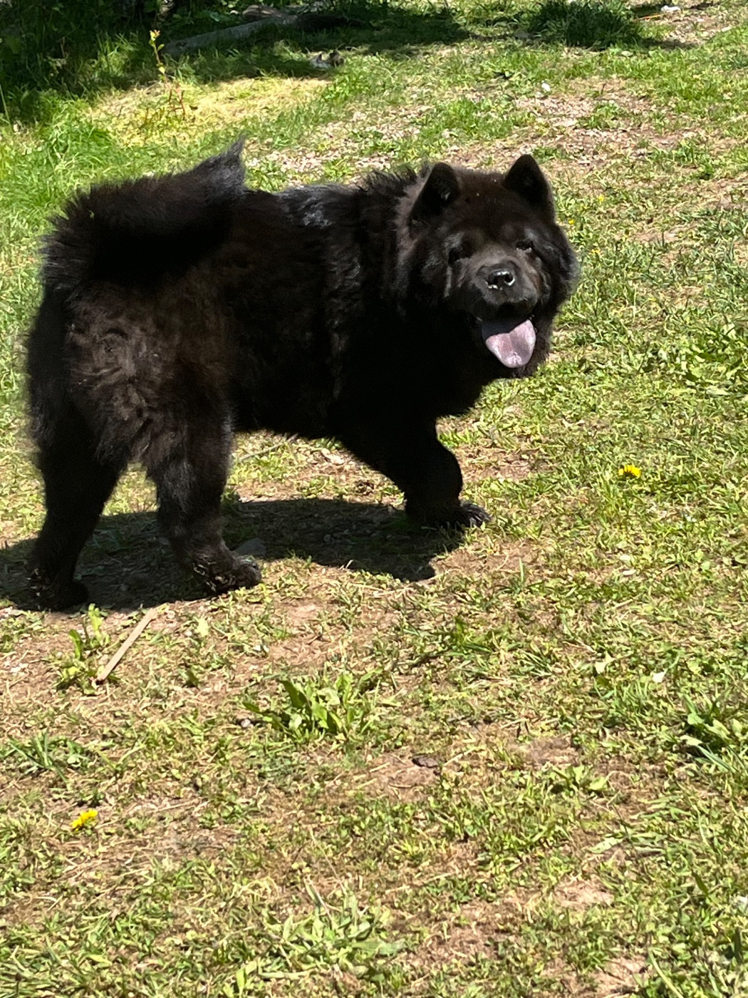 V'BAGHEERA du domaine de fabadel