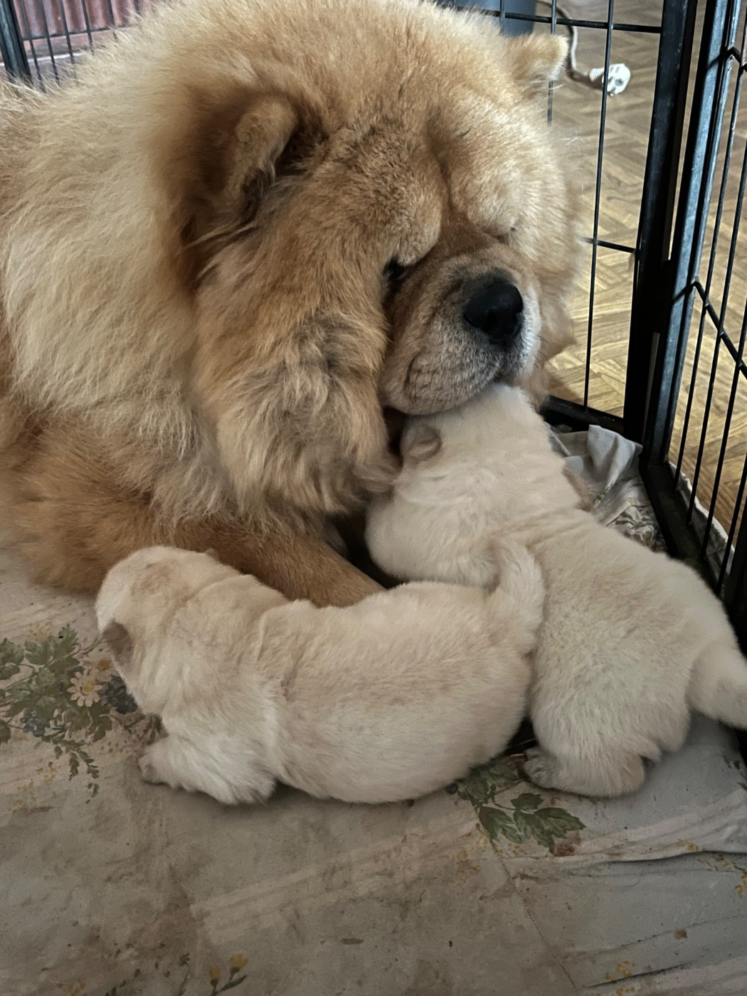 Chiot Chow Chow Du Hameau De Chaya