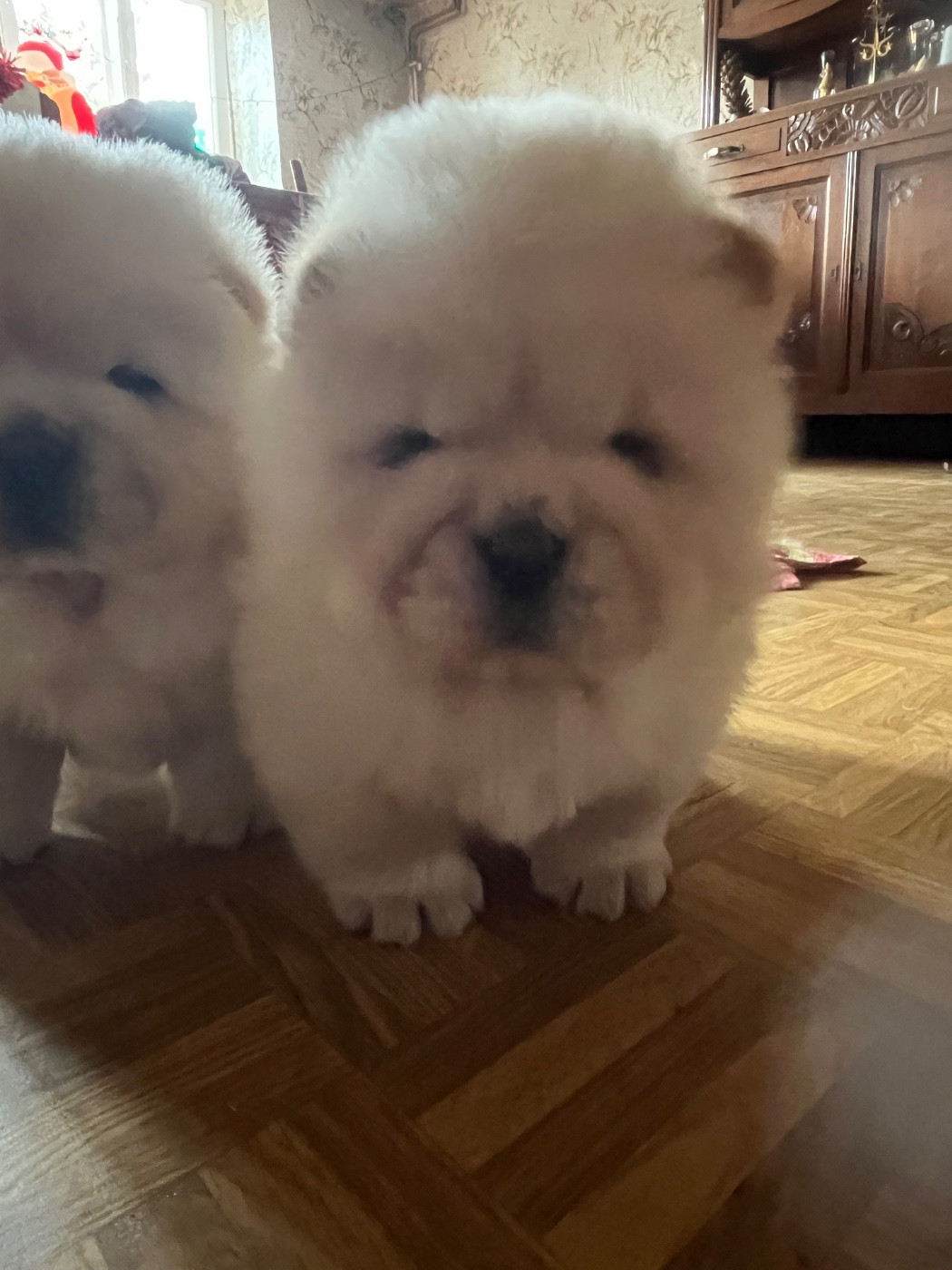 Du Hameau De Chaya - Chiots disponibles - Chow Chow